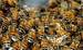 ANT2bd3bc_bee_swarm_743656.jpg