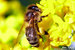 vcela-575x385.jpg