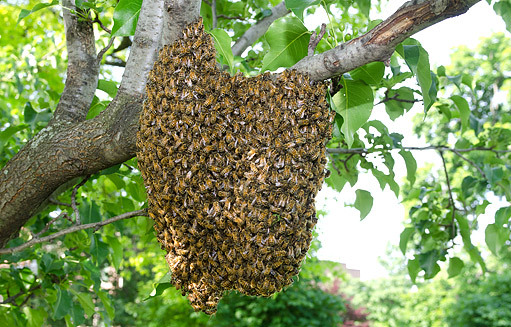 Včelaření Fotogalerie