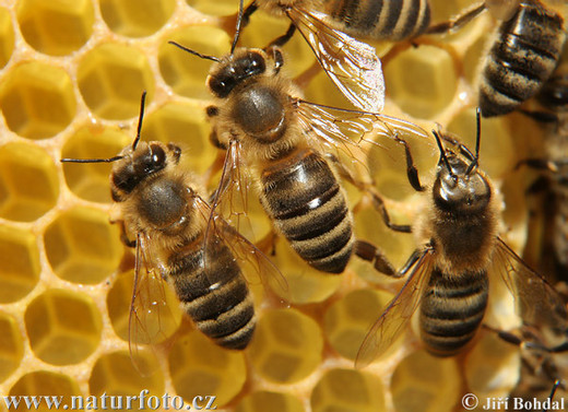Včelaření Fotogalerie